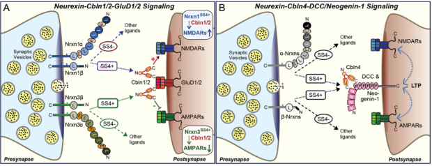Neurexin-Cerebellin Complexes and Their Receptors